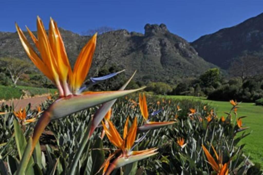 The Paragon Solo Modern Deluxe Central To Cape Town Ngoại thất bức ảnh